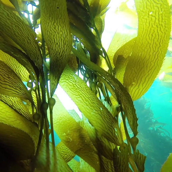 Sea Kelp Bioferment