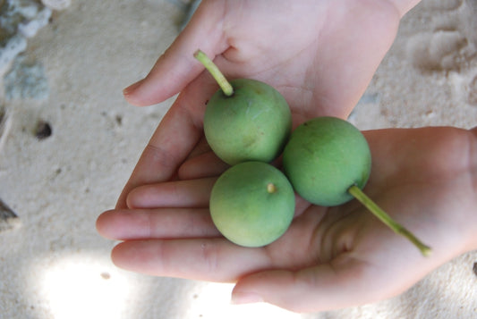 Skincare Benefits Of Tamanu Oil: 3 Reasons To Add It To Your Skincare Routine