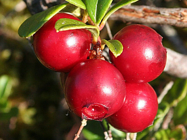 Ingredient Spotlight: Bearberry Extract - A Natural & Safe Alternative To Hydroquinone