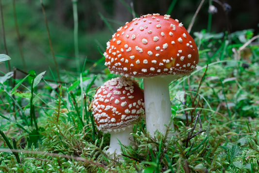 How To Treat Fungal Acne, aka, Pityrosporum Folliculitis or Malassezia Folliculitis