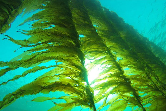 3 Reasons Why You Should Add Sea Kelp To Your Skincare Routine